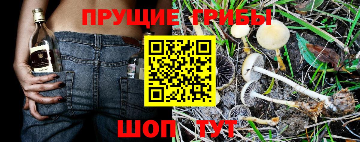 Псилоцибиновые грибы Psilocybe  Вход с VPN  Галлюциногенные грибы мицелий  Шали 